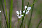 Bog white violet